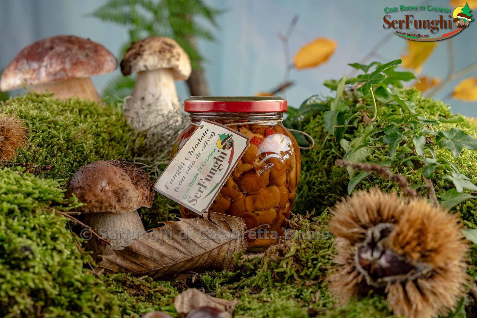 Funghi chiodetti 280